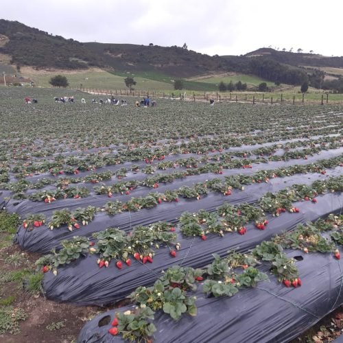 WhatsApp Image 2020-05-13 at 12.40.00 AM